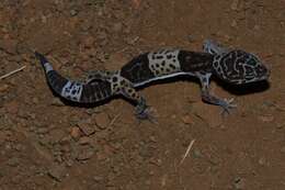 Image of Western Indian Leopard Gecko