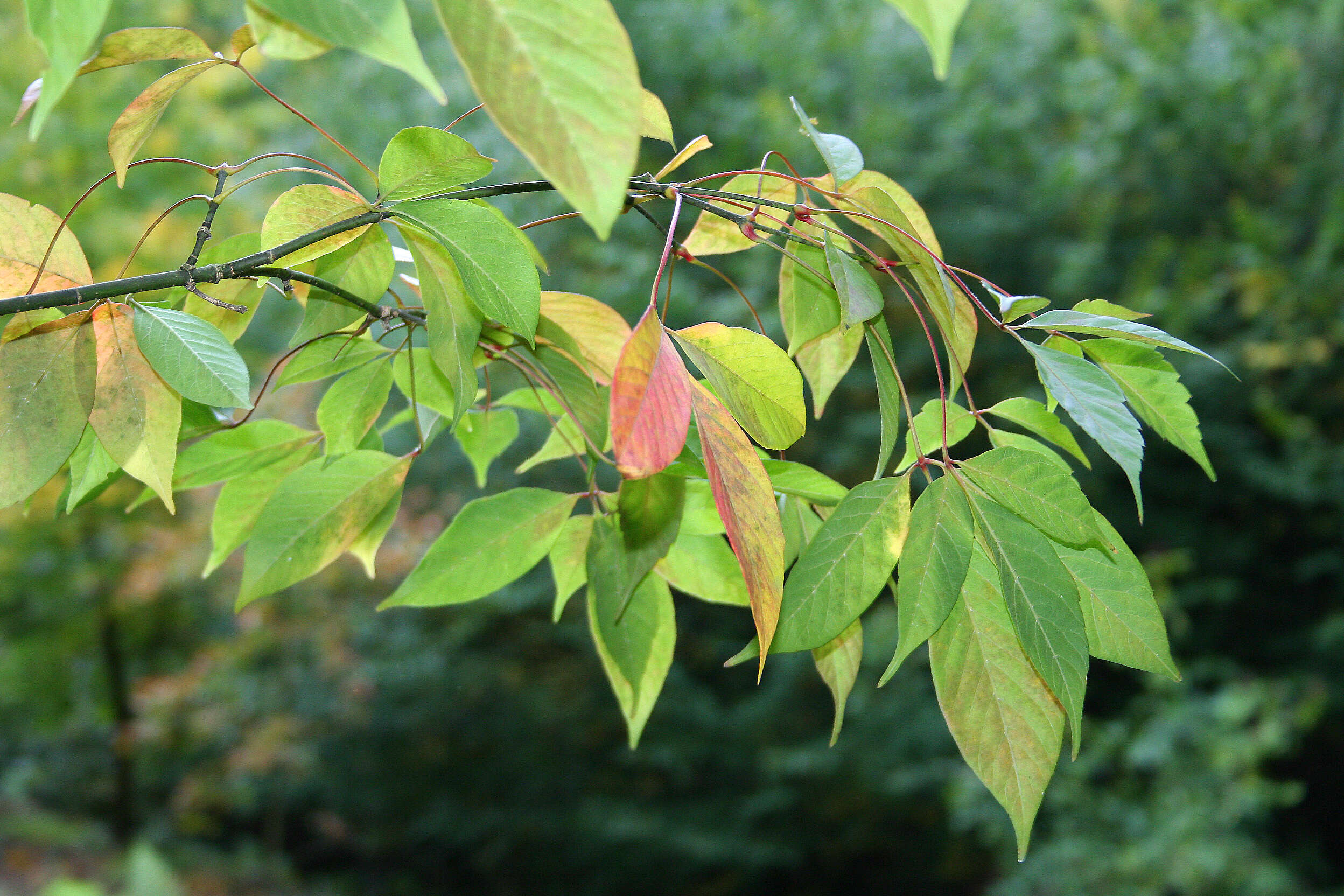 Image of Acer henryi Pax