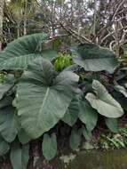 Image of arrowleaf elephant's ear