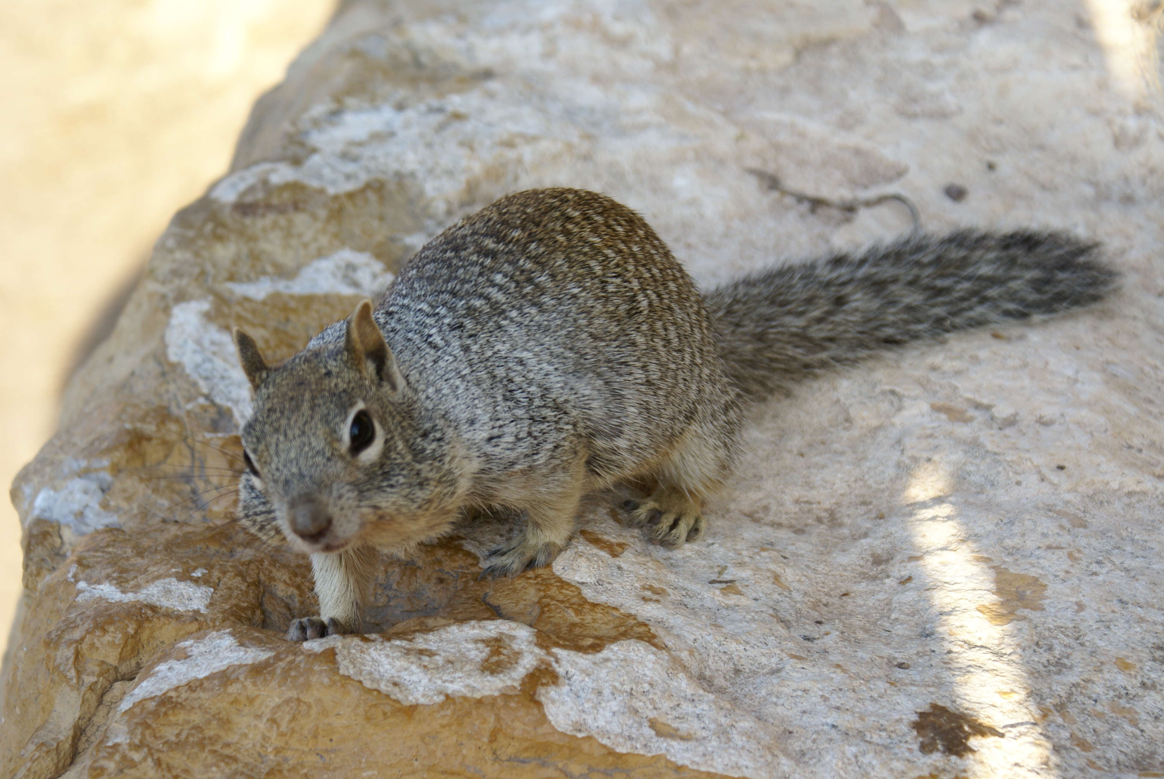 Image of squirrels, dormice, and relatives