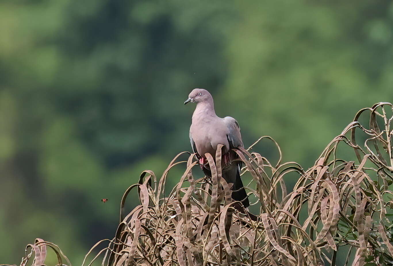 Image de Pigeon simple