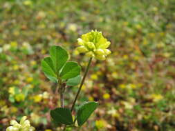 Image of field clover