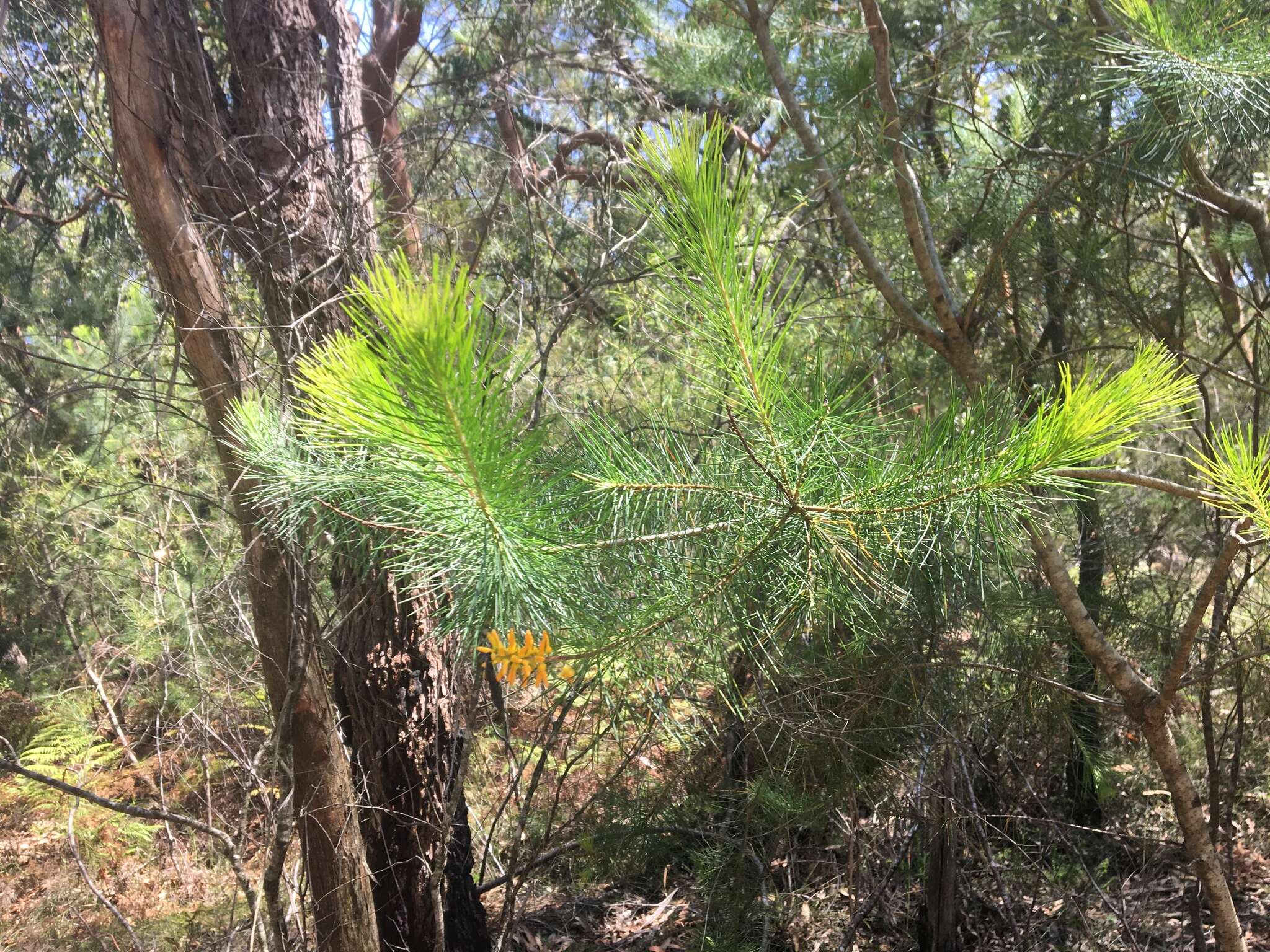 Image of Persoonia pinifolia R. Br.