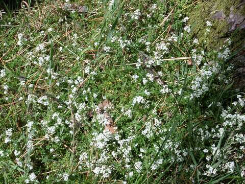 Plancia ëd Galium saxatile L.