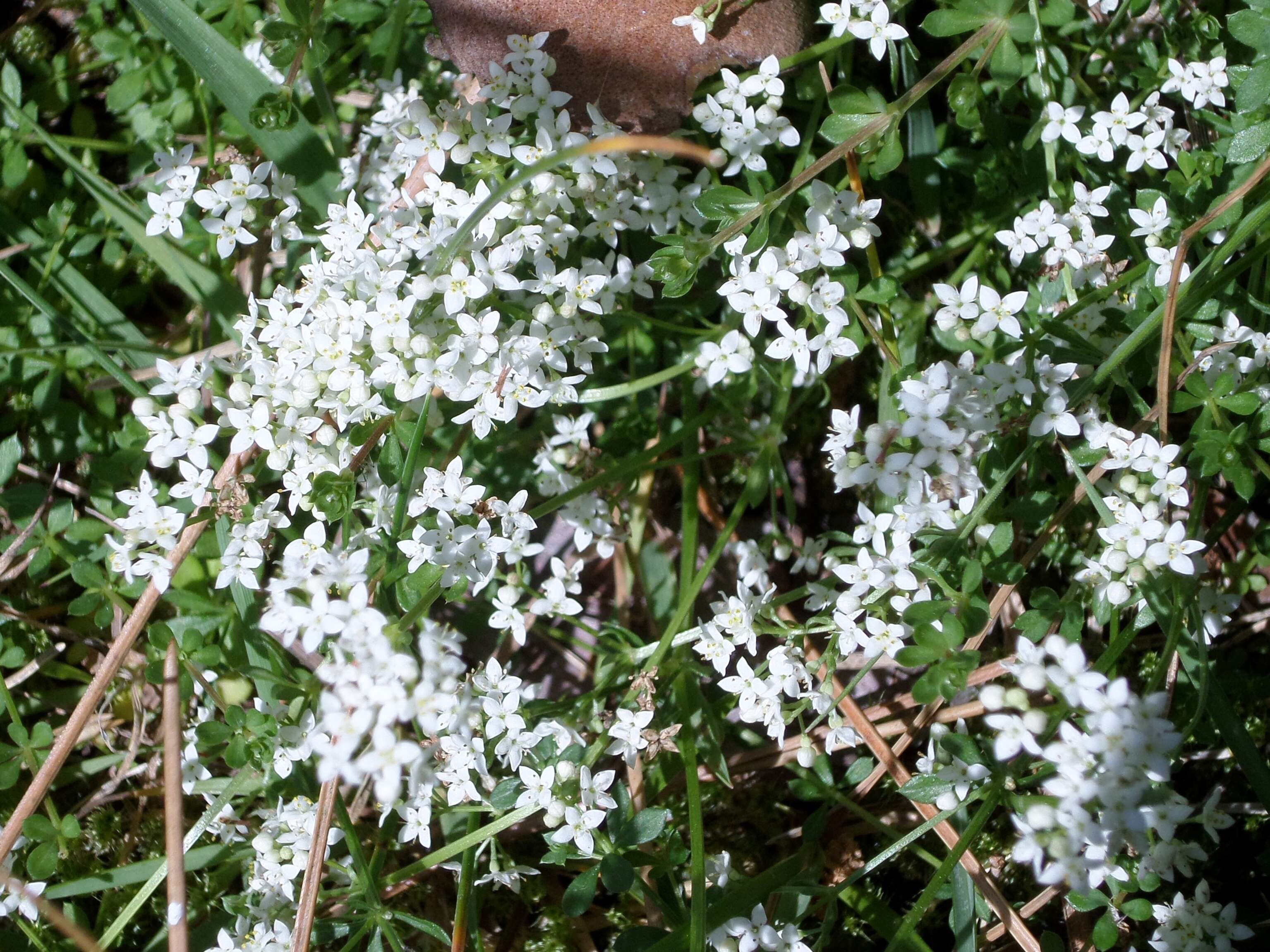 Plancia ëd Galium saxatile L.