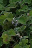 Image of Pelargonium tomentosum Jacq.