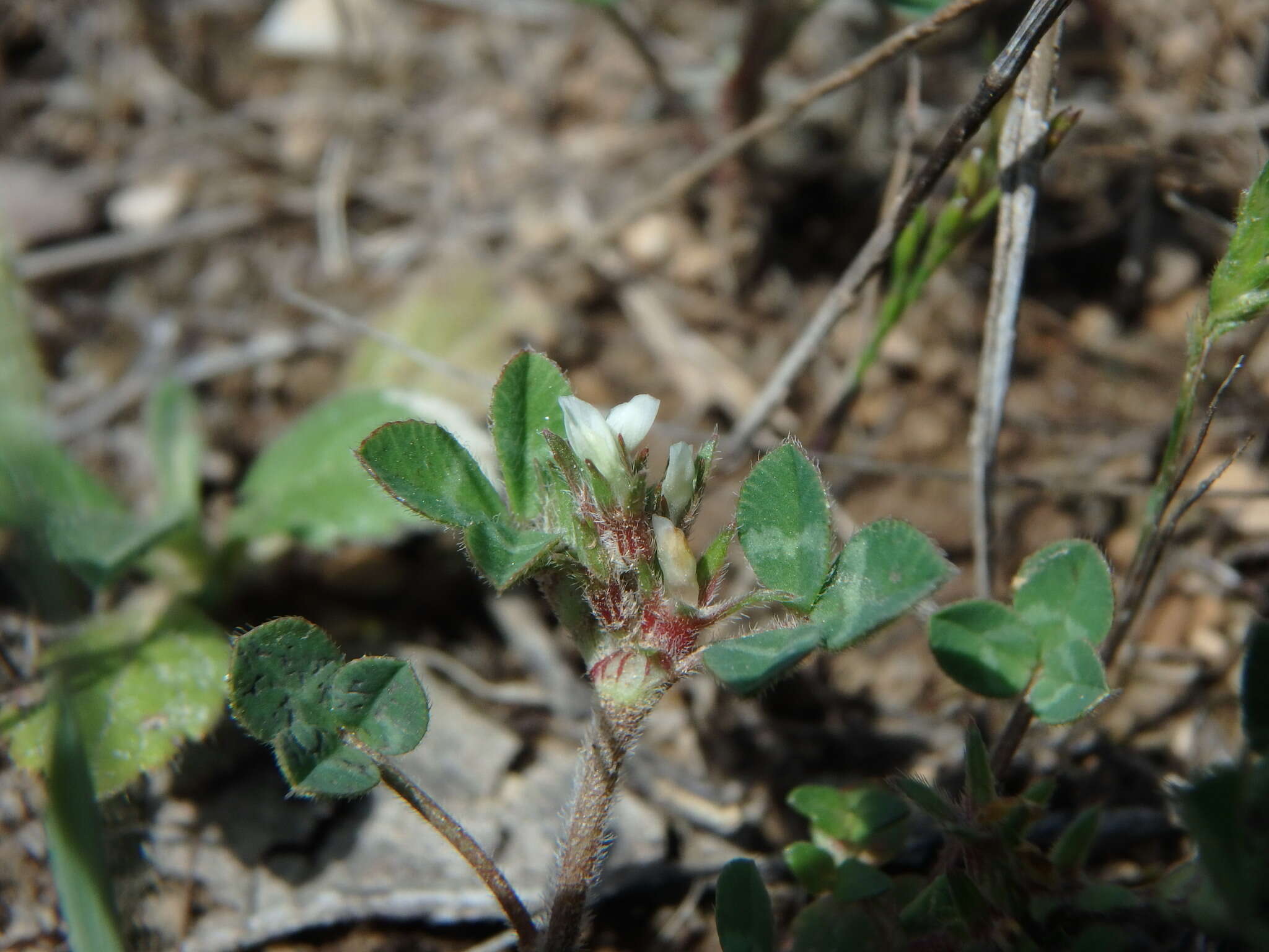 Image of Rough Clover