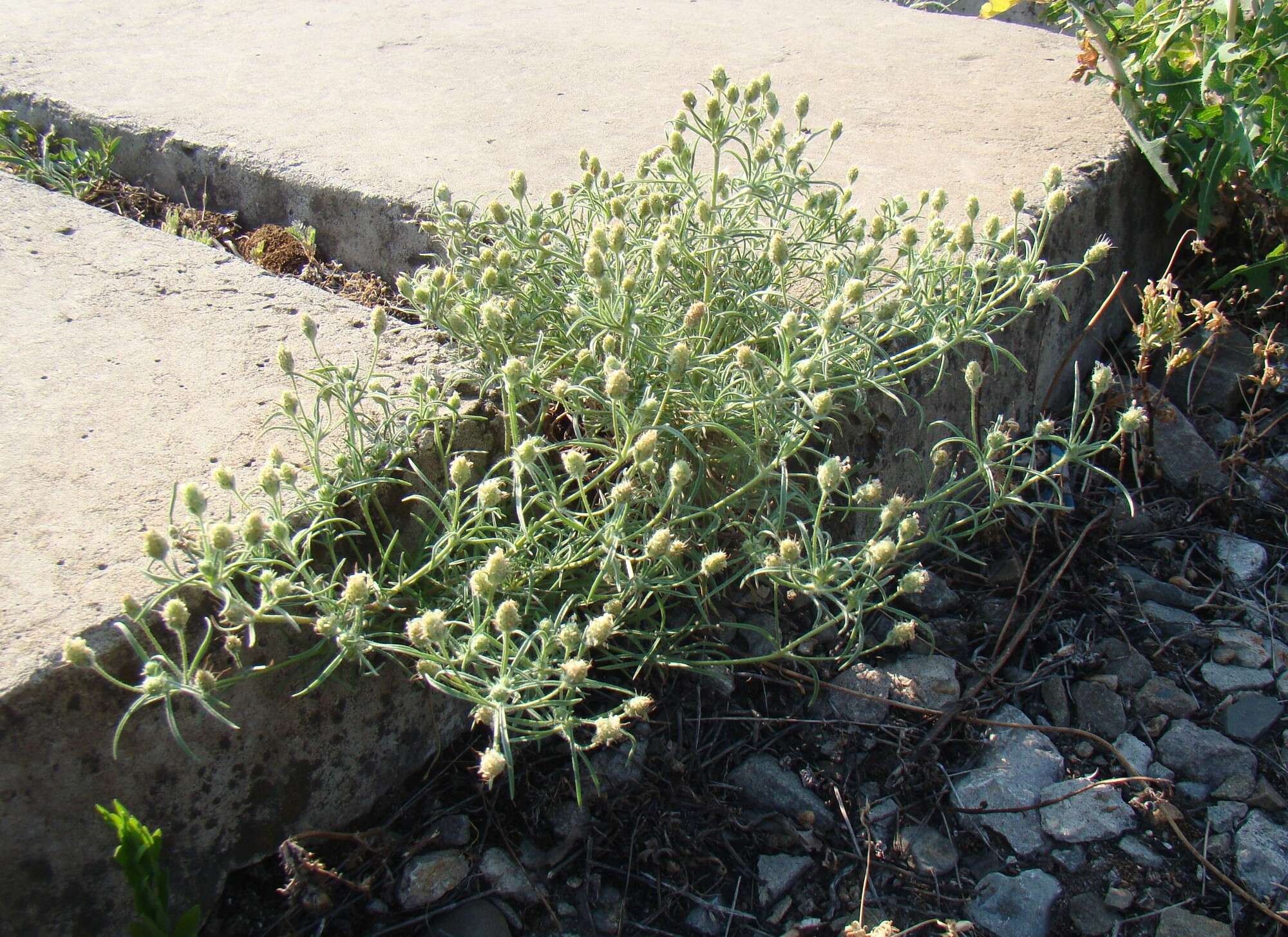 Image of Sand Plantain