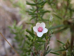 Image of Ricinocarpos bowmanii F. Muell.