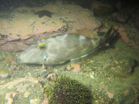 Image of Smooth leatherjacket