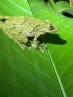 Image of Boulenger's Snouted Treefrog