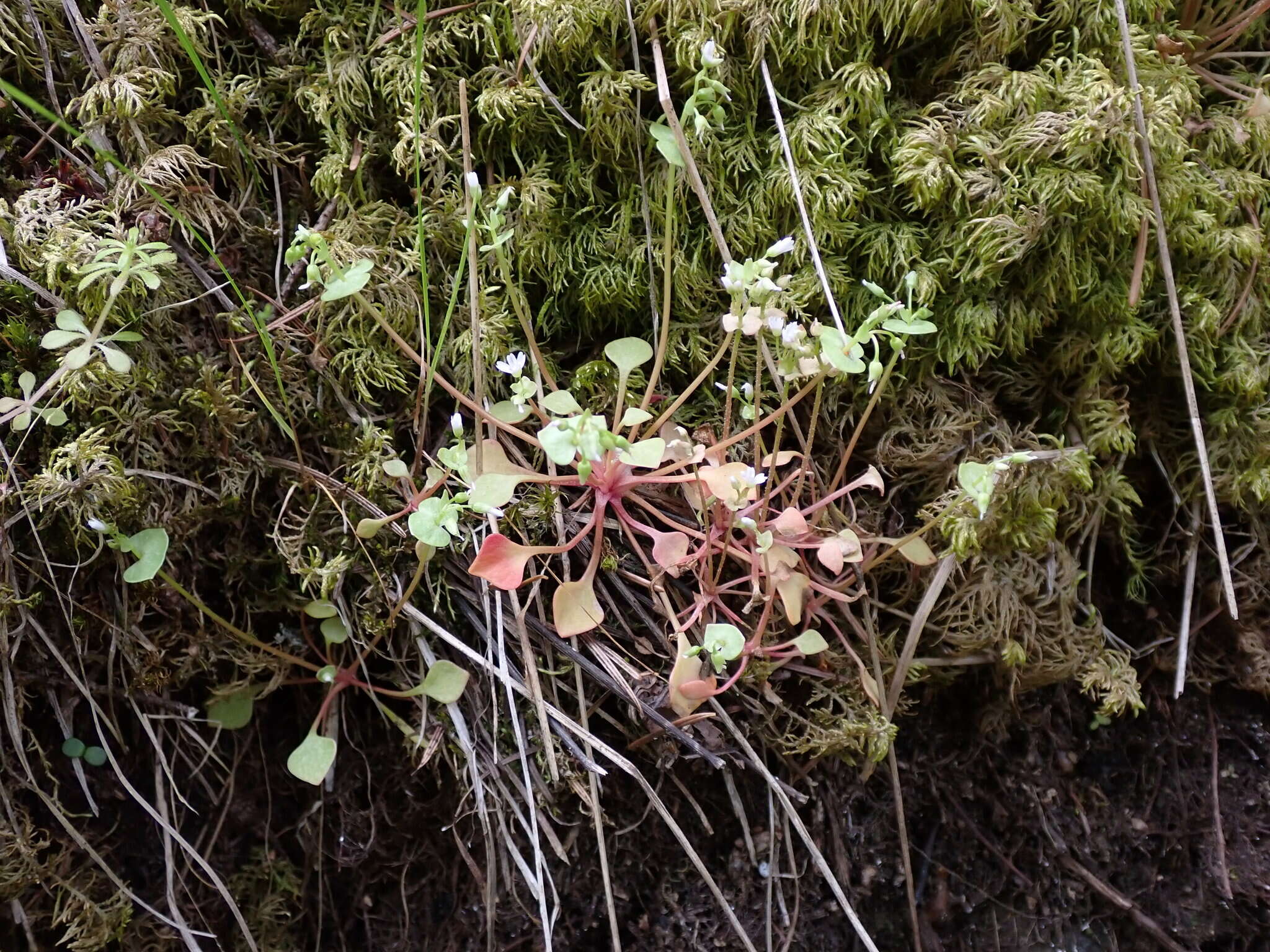 Слика од Claytonia rubra subsp. rubra