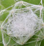 Image of Cobweb Houseleek