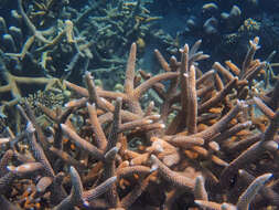 Image of Small base staghorn coral