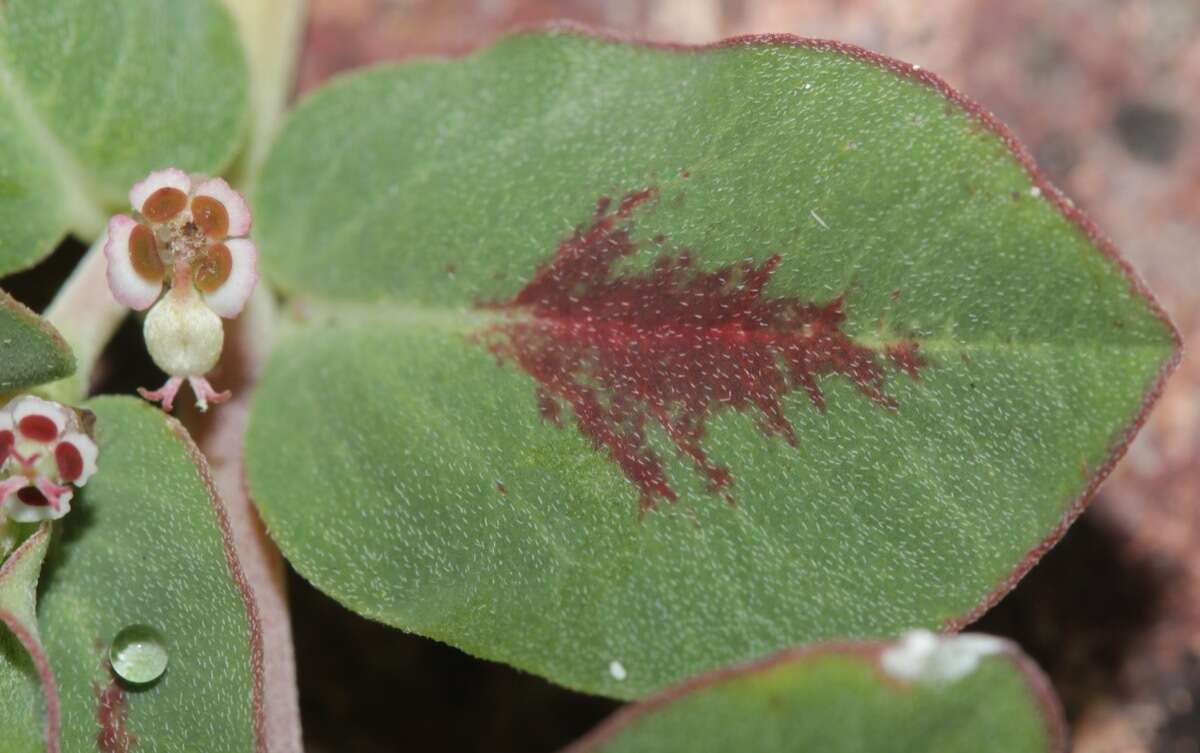 Euphorbia pediculifera var. pediculifera的圖片