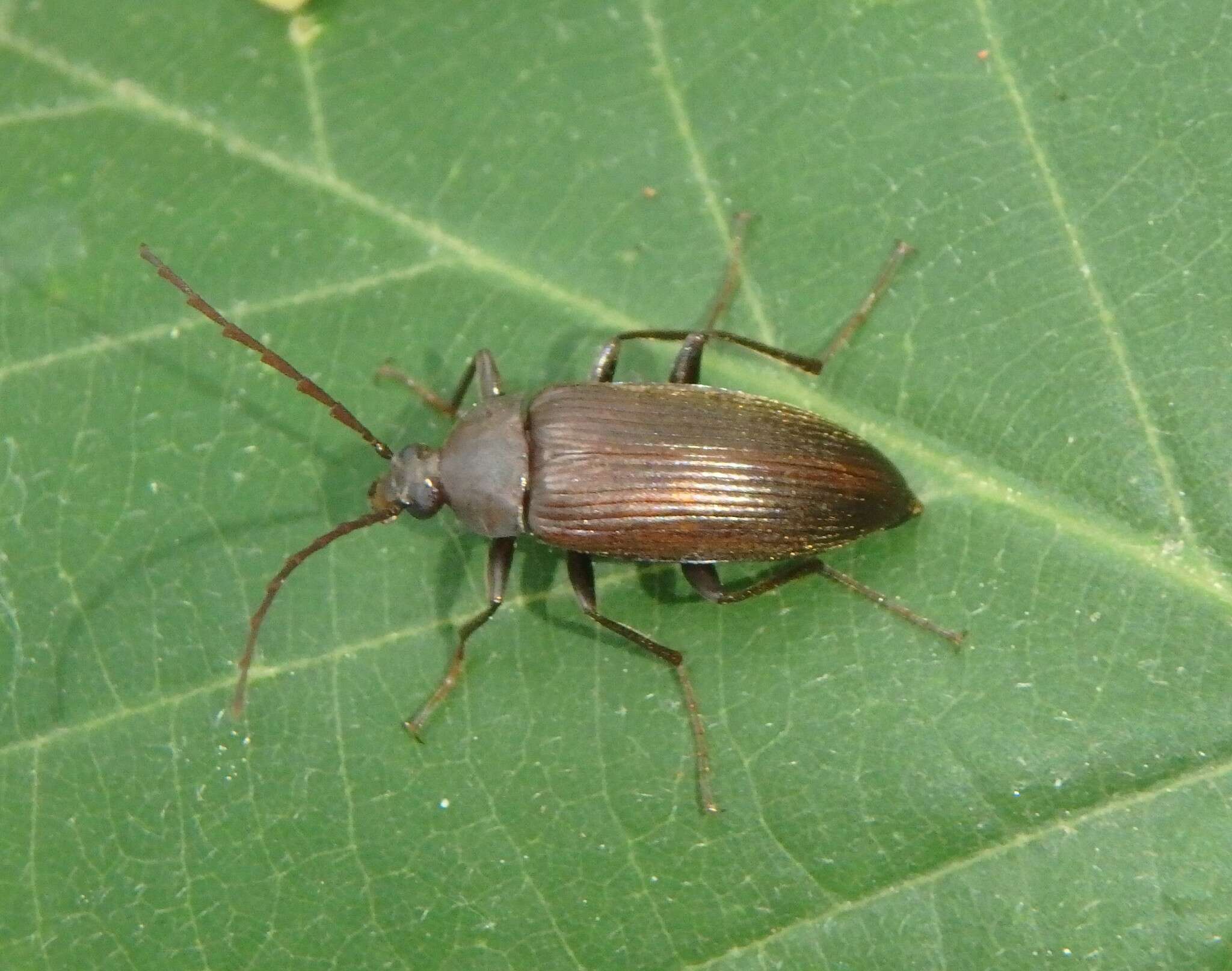 Image of Capnochroa fuliginosa (Melsheimer 1846)