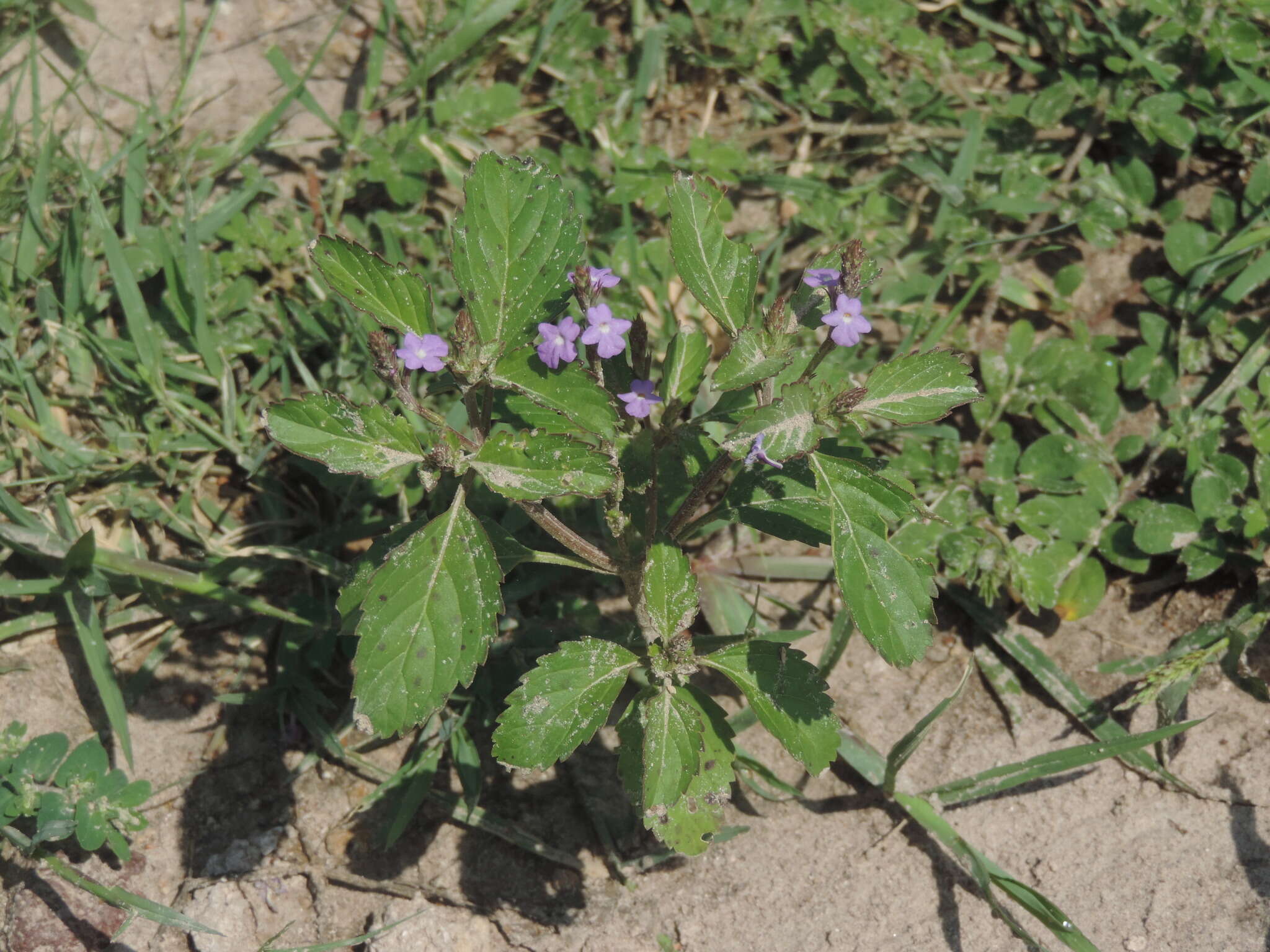 Image of prism bouchea