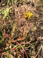 Image of clubmoss mousetail