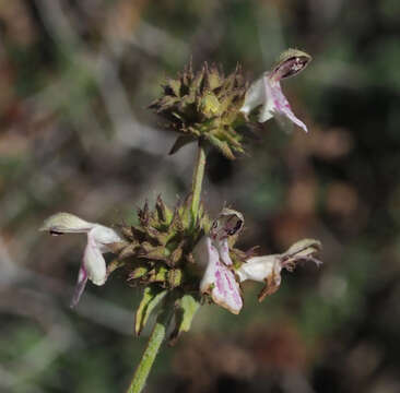 Image of Stachys distans Benth.