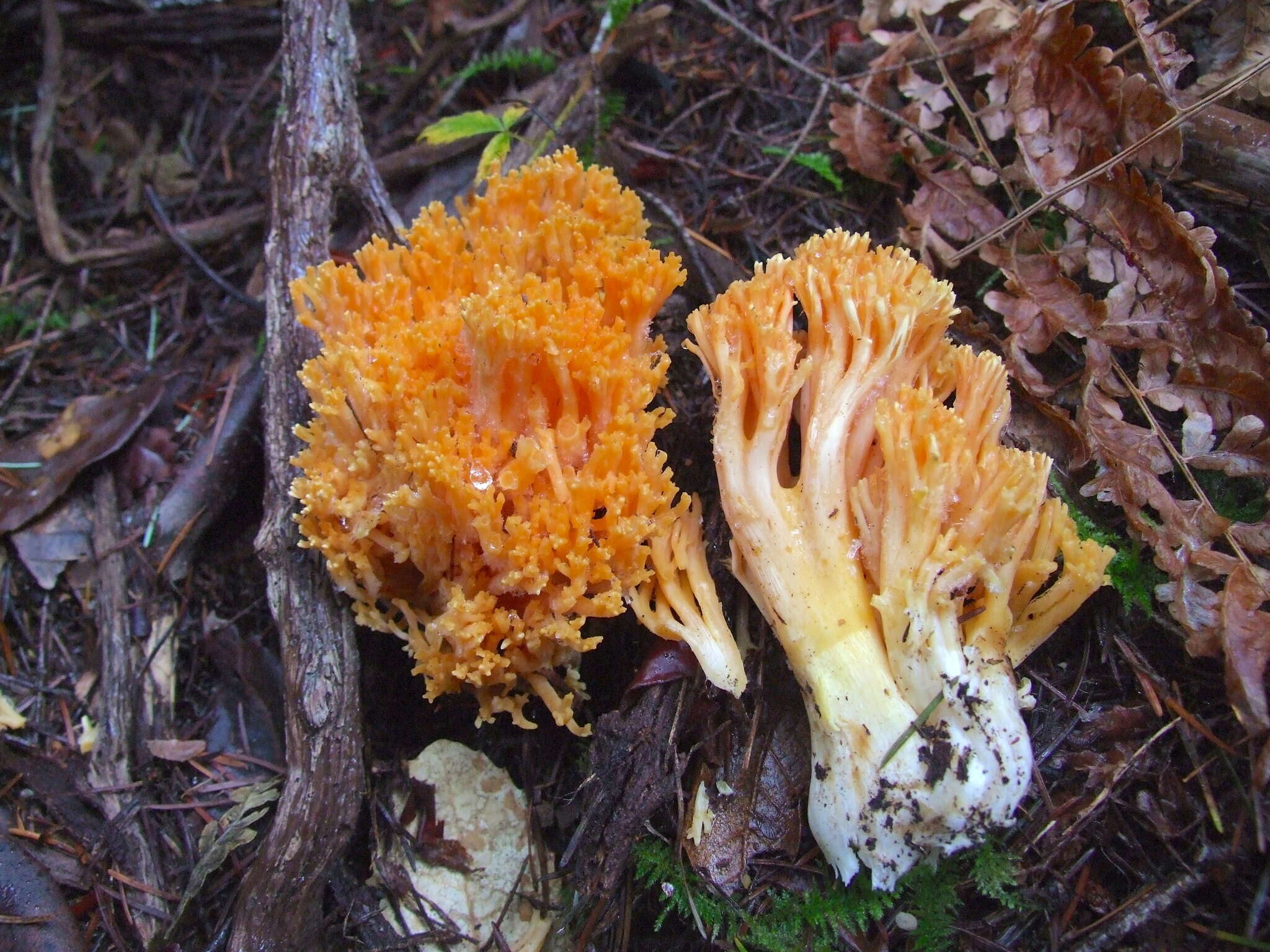 Ramaria sandaracina Marr & D. E. Stuntz 1974的圖片