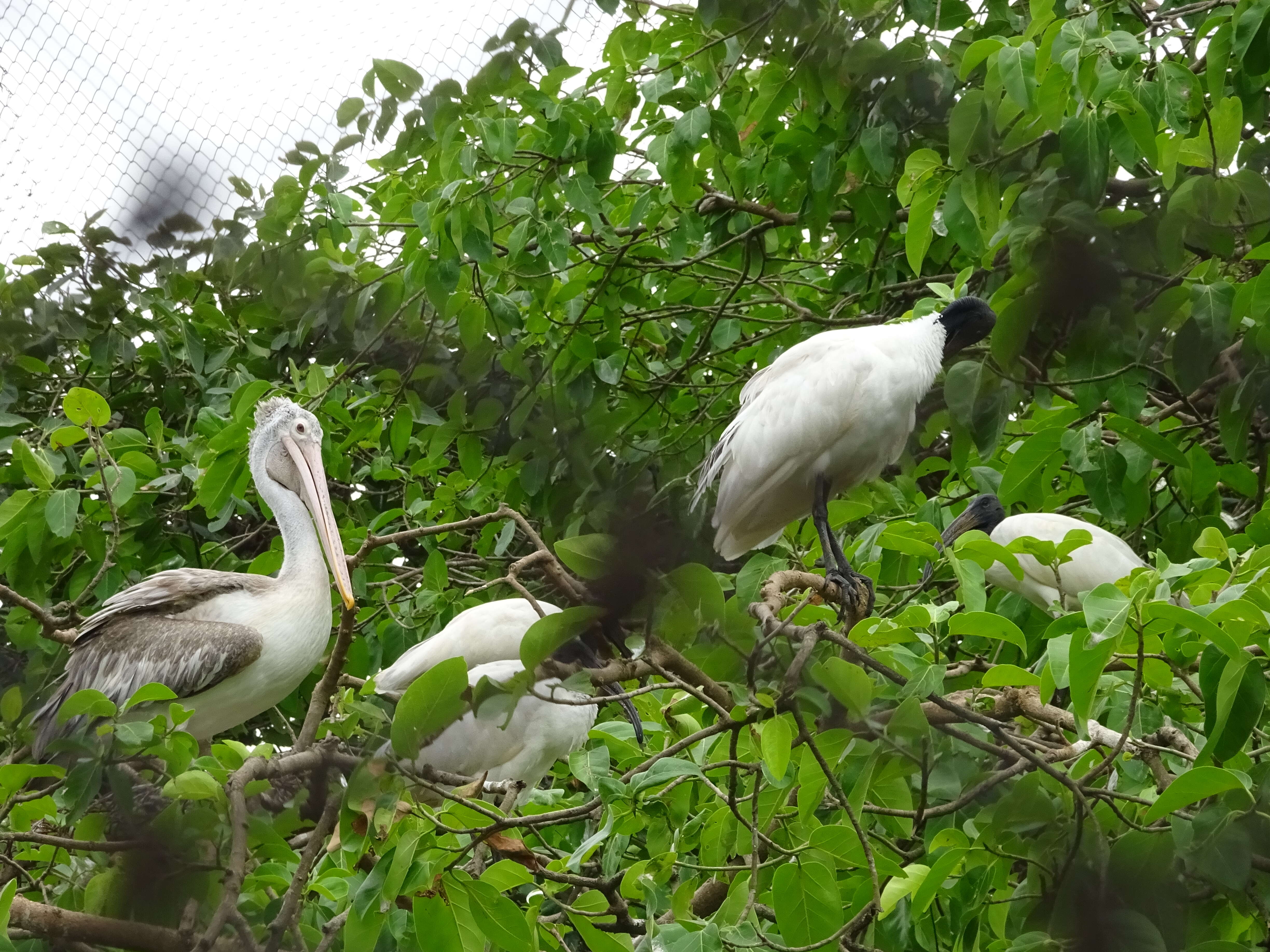 Image of Grey Pelican