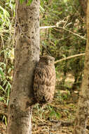 Image of Brown Fish Owl