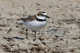 Charadrius wilsonia Ord 1814 resmi