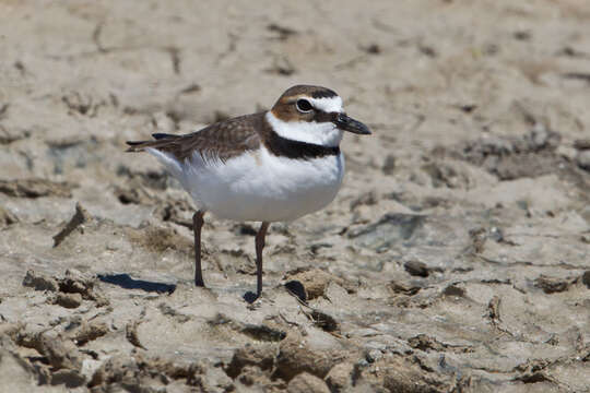 Charadrius wilsonia Ord 1814 resmi