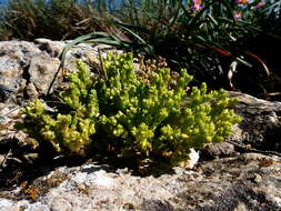 Plancia ëd Sedum acre L.