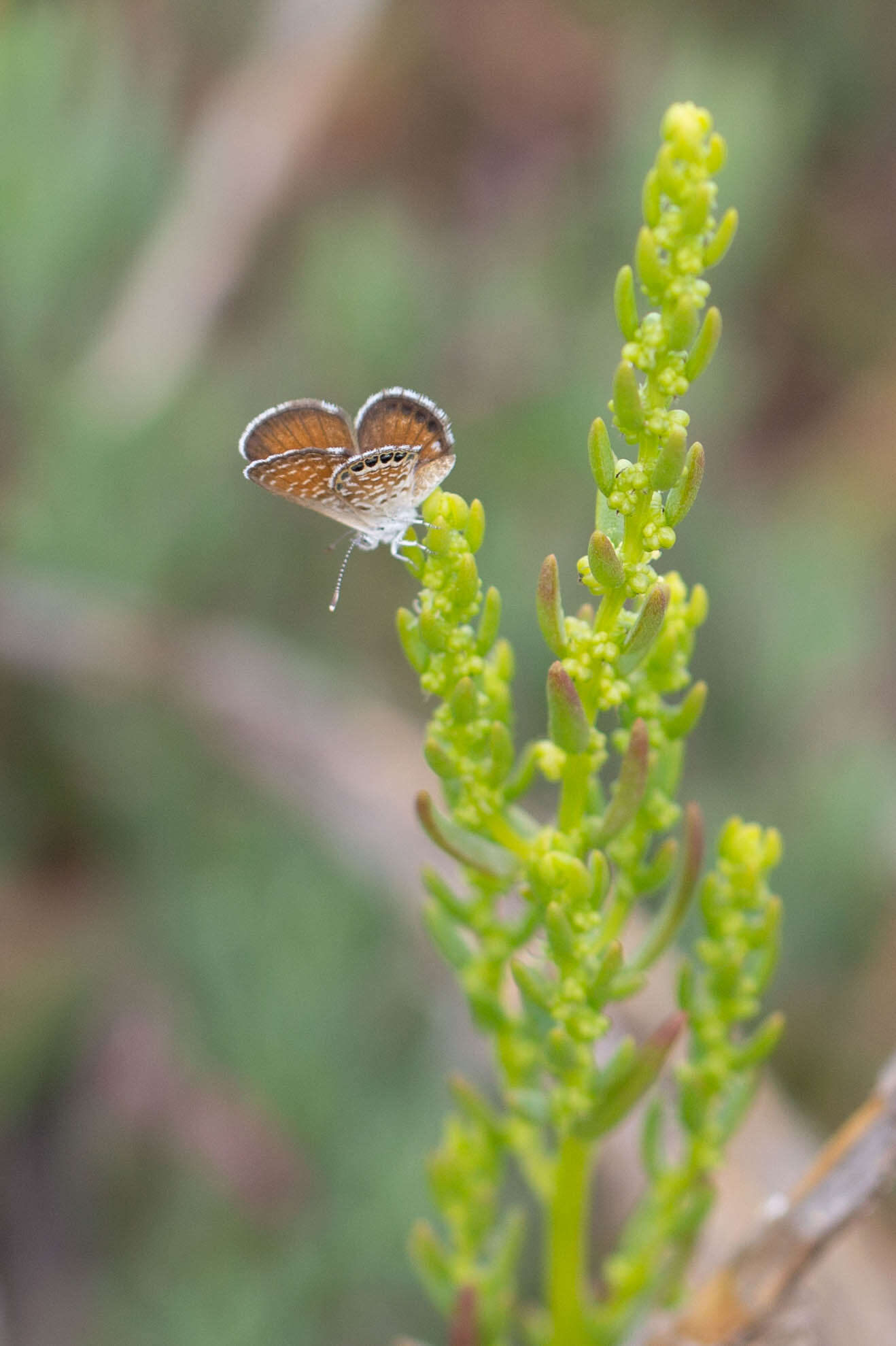 Image of Eastern Pygmy- Blue