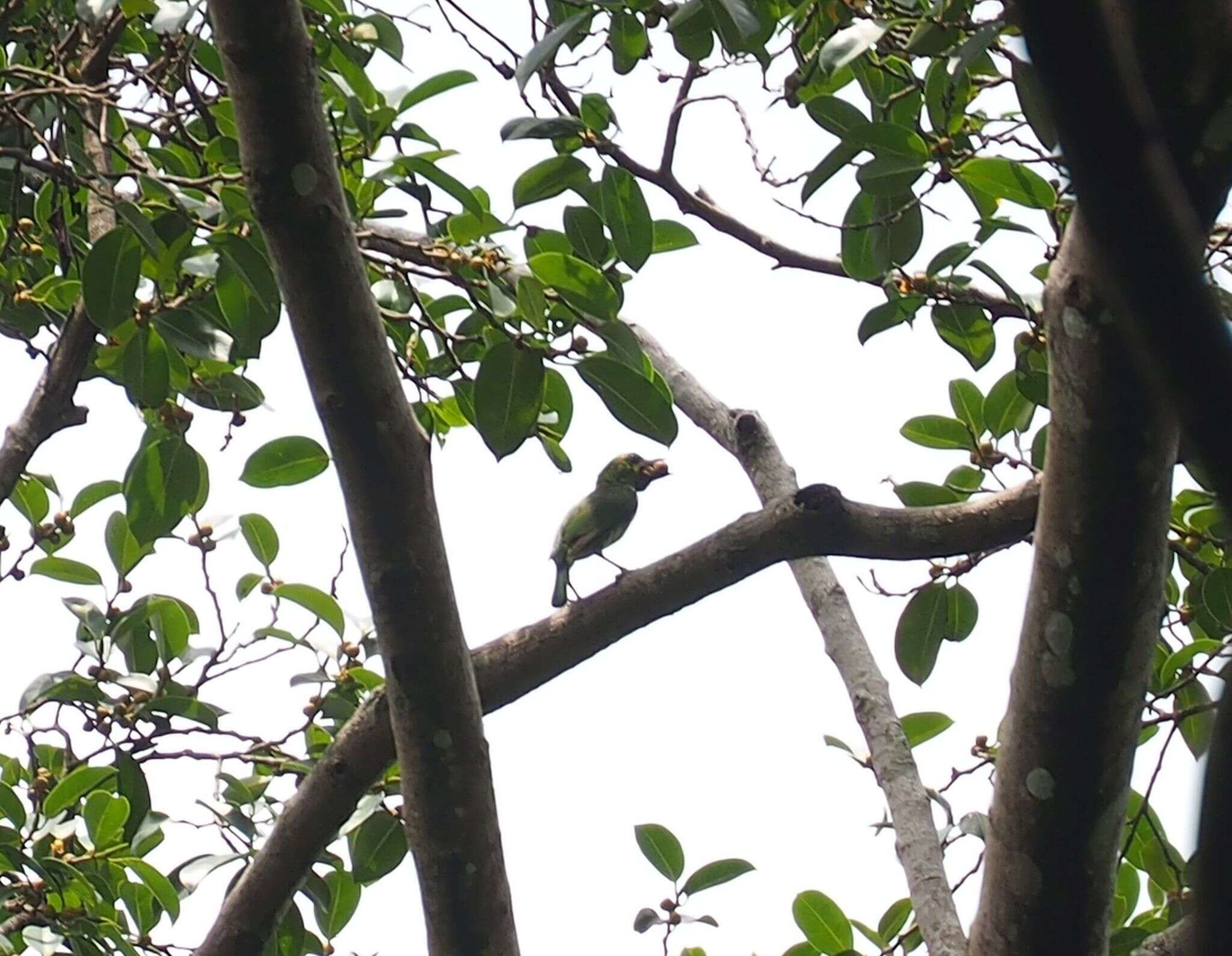 Image of Blue-eared Barbet