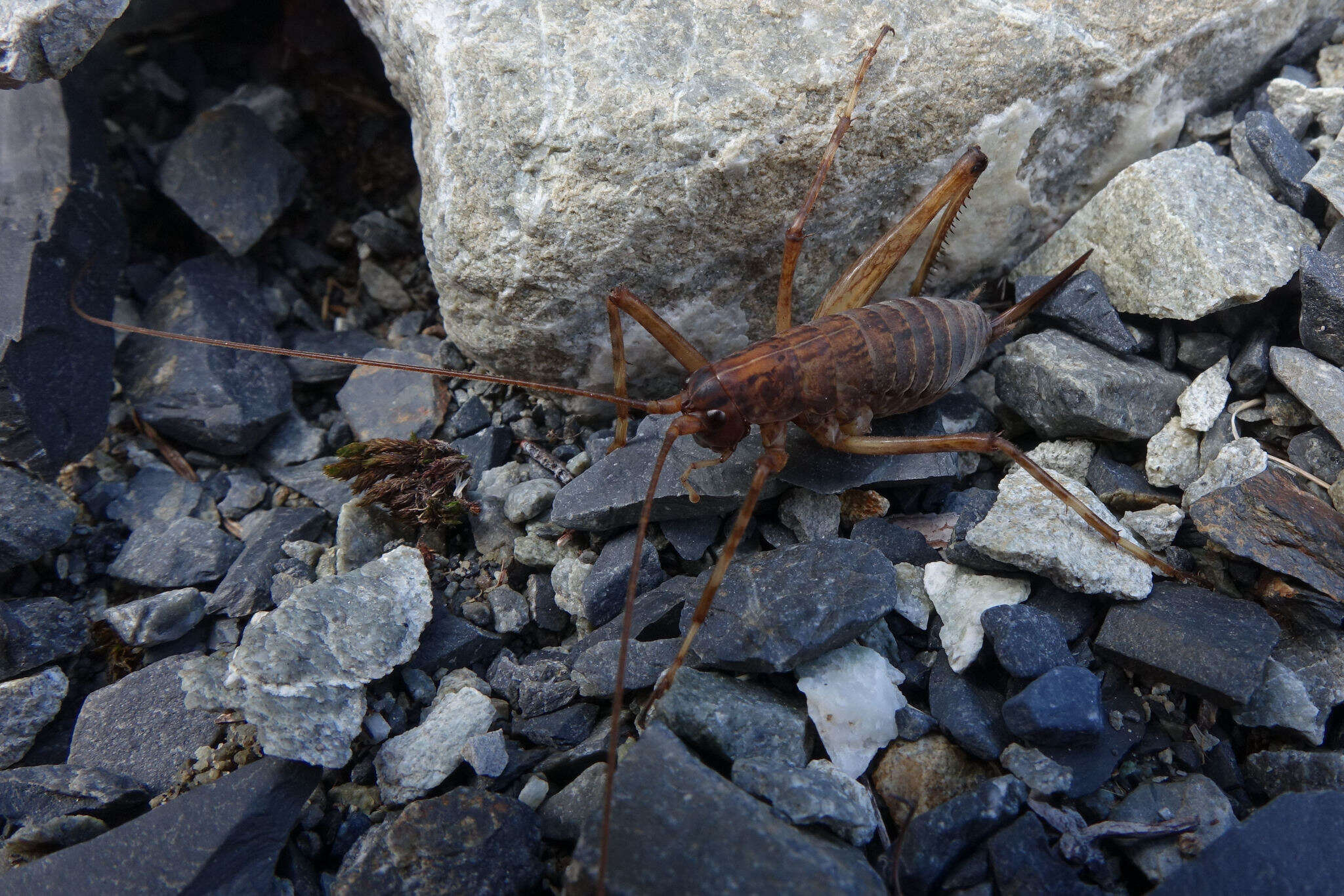 Image of Notoplectron Richards 1964