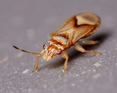 Image of Bronze bug