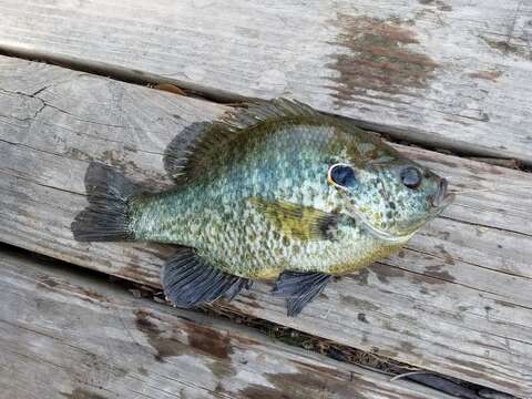 Image of Redear Sunfish