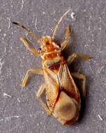 Image of Bronze bug