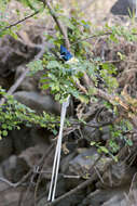 Image of Asian Paradise-Flycatcher