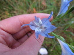 Imagem de Gladiolus gracilis Jacq.