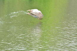 Image of Grey Pelican