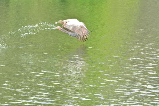 Image of Grey Pelican