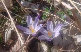 Crocus neglectus Peruzzi & Carta resmi