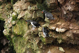 Image of Least Auklet