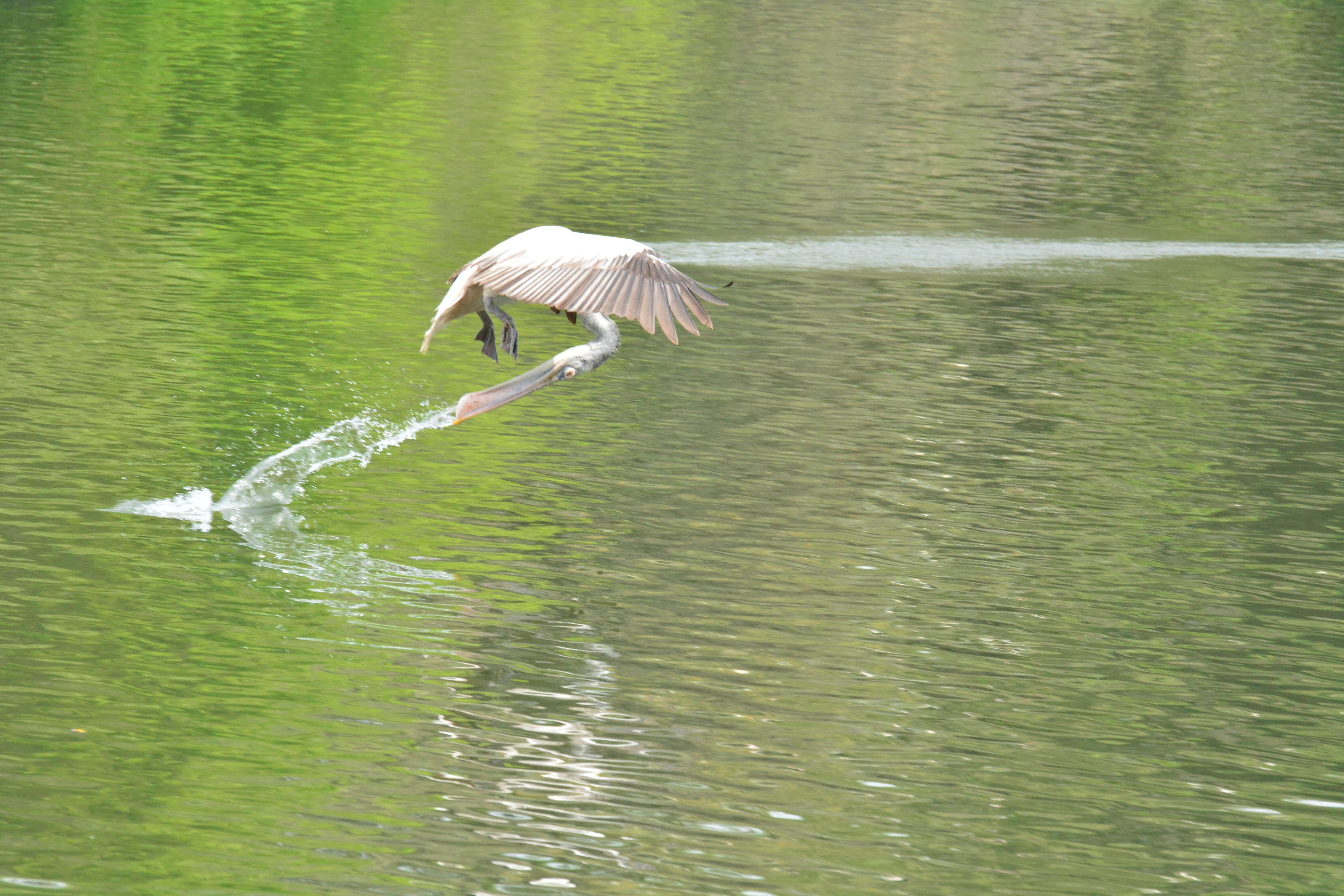 صورة Pelecanus philippensis Gmelin & JF 1789