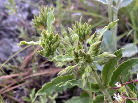 Image of Oxypetalum crispum Wight ex Hook.