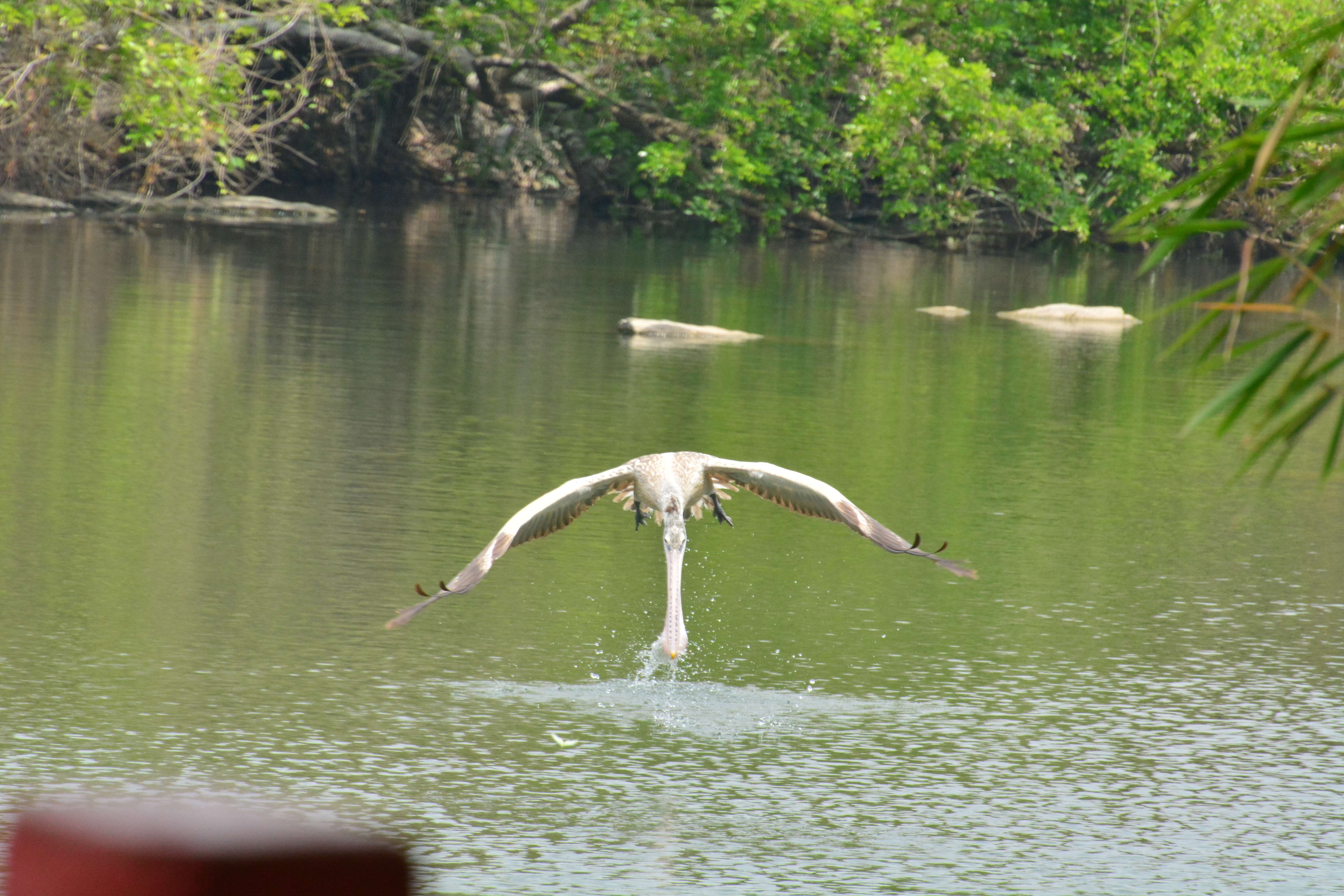 صورة Pelecanus philippensis Gmelin & JF 1789