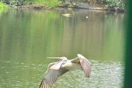 Image of Grey Pelican