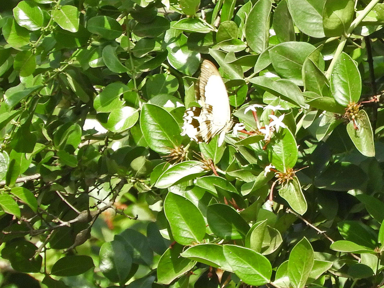 Image of <i>Papilio dardanus polytrophus</i>