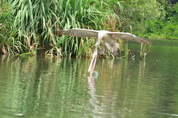 Image of Grey Pelican