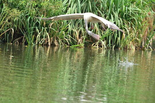 Image of Grey Pelican