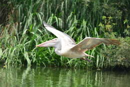 Image of Grey Pelican