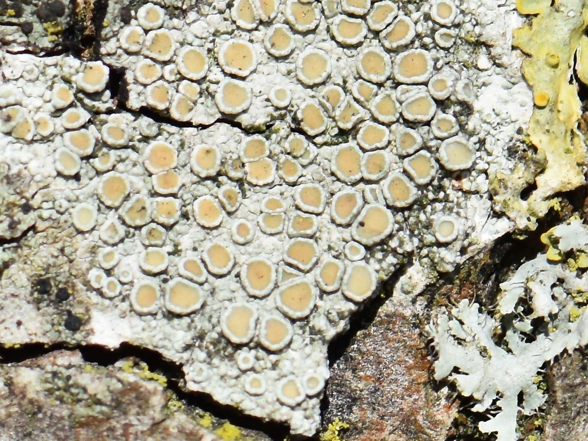 Image of rim lichen